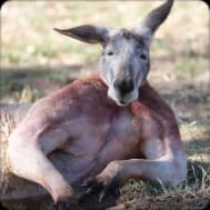 Vinny's Upper Lower Split for Size