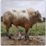 Beef