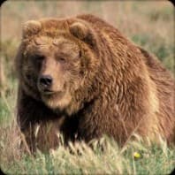 KODIAK Bear