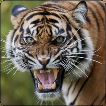 strength and size program