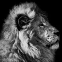 a true lion