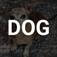 Still Got That Dog.
