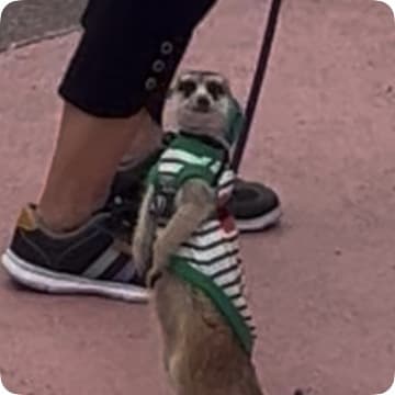 Modliżul’s program