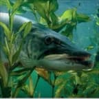 Muskellunge