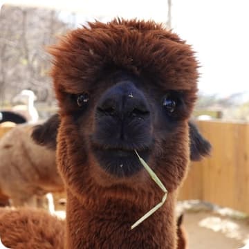 Sprinting Power Focused