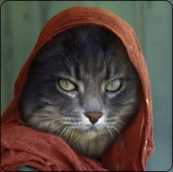 Strength program to impress afghan catgirls