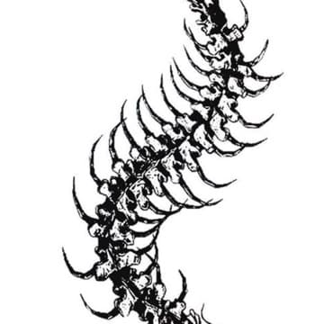 centipede