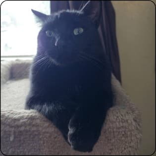 PPL (Push, Pull, Lounge)