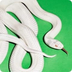 Infinite Source Program