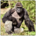 Harambe