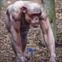 Monke mode
