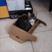 Zenzy in da box