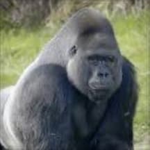 Great ape inspired workout (build size and athleticism)