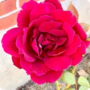 Muscle Gain / Weight Loss