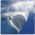 The Shark