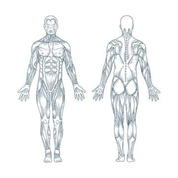 Anterior / Posterior