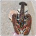 Bullneck and lobster claws