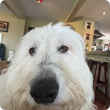 hypertrofie upper specialisatie (muscle regain)