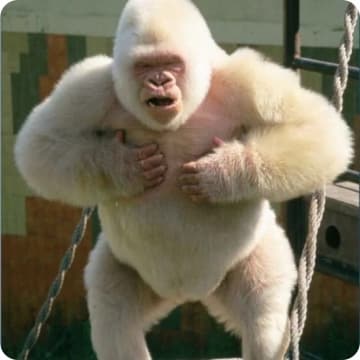 Vanilla Gorilla