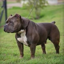 Pitbull 5/3/1