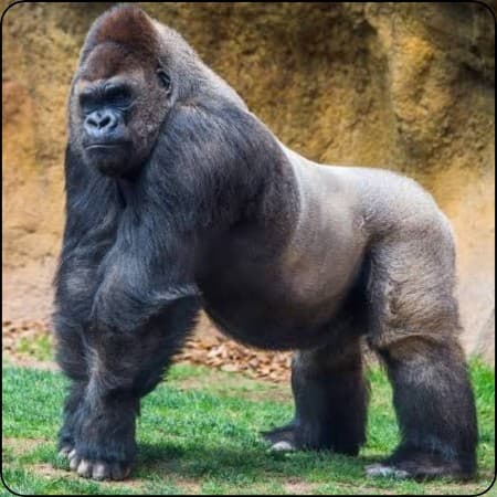 Gorilla Glutes