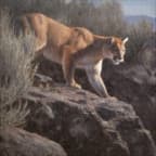 Mountain Lion
