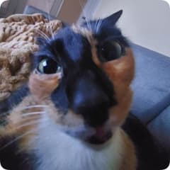 Strength training + explosiveness