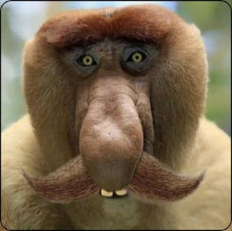 HGH: Hungarian Gym at Home