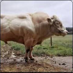WAGYU A5