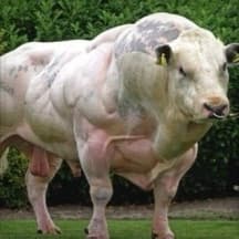 Big and Strong Muscle Man