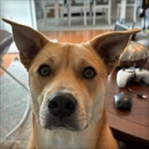 The Dingo