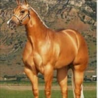 Modo Cavalo - Full Body Split