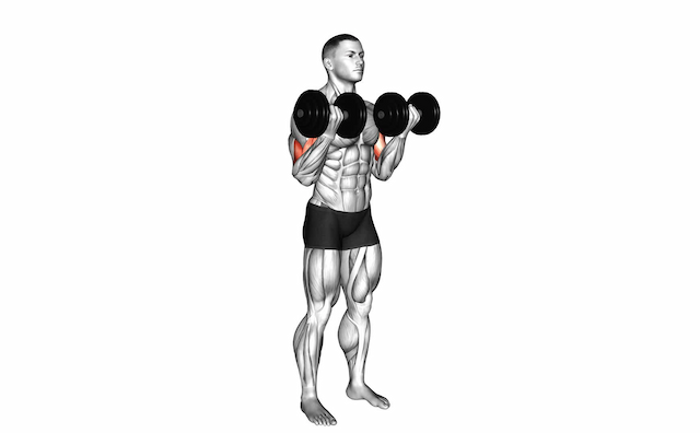 Bicep Curl (Dumbbell)