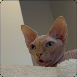 Basic Full Body Routine